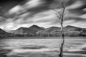 Lone Tree -  Derwent Water